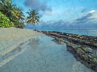 Południowy atol, Palmy, Plaża, Malediwy, Kamienista, Wyspa Dhoores, Morze, Drzewa