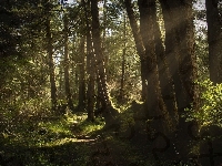 Drzewa, Las, Przebijające światło, Ścieżka