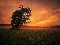 Zachód słońca, Drzewo, Mgła