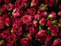 Czerwone, Róże, Kwiaty