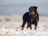 Owczarek francuski Beauceron, Pies, Śnieg