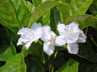 Kwiat, Biały, Gardenia