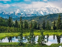 Park Narodowy Denali, Alaska, Jezioro, Stany Zjednoczone, Góry, Drzewa