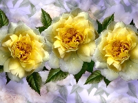 Żółte, Róże, Grafika