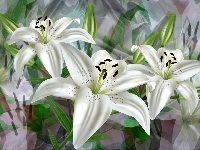 Białe, 2D, Kwiaty, Trzy, Lilie