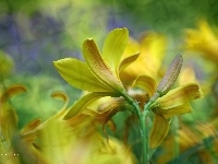 Żółte, Liliowiec, Kwiaty