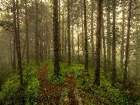 Mgła, Roślinność, Las, Drzewa, Ścieżki
