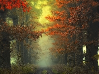 Jesień, Droga, Las, Drzewa, Mgła