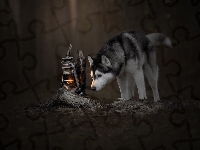 Siberian husky, Pies, Lampa naftowa
