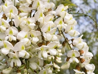 Białe, Glicynia, Drzewko, Gałęzie, Kwiatki