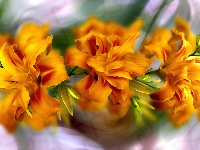 Lilie, Kwiaty, Pomarańczowe, Grafika
