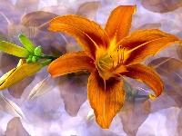 Pąk, Kwiat, Lilia, Grafika