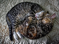 Przytulone, Dwa, Koty, Śpiące