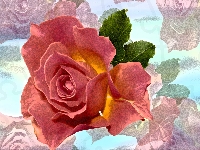 Róża, Kwiat, Efekt graficzny