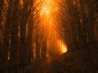Drzewa, Przebijające światło, Las, Droga
