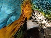 Papuga, Ptak