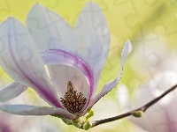 Kwiat, Magnolia, Gałązka