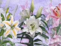 Lilie, Kwiaty, Różnobarwne, Grafika
