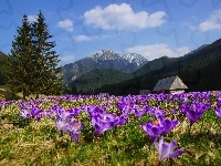 Kwiaty, Góry, Krokusy