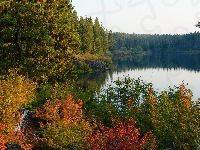 Drzewa, Las, Jesień, Jezioro, Kolorowe, Krzewy