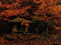 Drzewa, Japonia, Park w Nara, Czerwonawe, Altana, Jesień, Liście, Miejscowość Nara