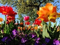 Kwitnące, Tulipany, Wiosna, Kolorowe, Bratki, Drzewo