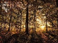 Las, Jesień, Przebijające światło