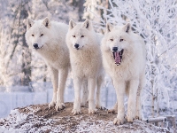 Białe, Śnieg, Trzy, Wilki polarne, Trzy