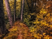 Krzewy, Las, Ścieżka, Jesień
