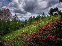 Przełęcz Falzarego Pass, Drzewa, Prowincja Belluno, Dolomity, Włochy, Ciemne, Chmury, Góry, Różanecznik, Wzgórze