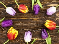 Fioletowe, Kolorowe, Tulipany