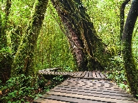Drewniany, Park Narodowy Doi Inthanon, Tajlandia, Tajlandia, Las tropikalny, Pomost, Chiang Mai