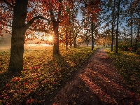 Ścieżka, Drzewa, Park, Carskie Sioło, Rosja, Promienie słońca, Jesień, Liście, Petersburg