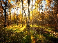 Drzewa, Przebijające światło, Jesień, Las, Brzozy