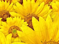 Żółte, Słoneczniki, Kwiaty
