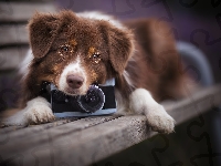 Aparat fotograficzny, Pies, Owczarek australijski, Ławka