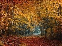 Las, Ścieżka, Jesień, Drzewa, Droga