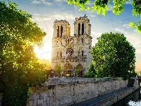 Paryż, Katedra Notre Dame, Drzewa, Francja