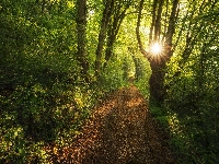 Ścieżka, Las, Drzewa, Promienie słońca