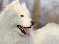 Biały, Pies, Samojed