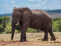 Słoń afrykański