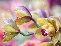 Orchidea, Storczyki