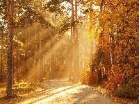 Przebijające światło, Las, Dzień, Jesień, Drzewa, Słoneczny