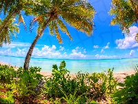 Morze, Chmury, Kiribati, Roślinność, Ocean Spokojny, Palmy, Wyspa Abaiang