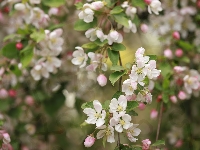 Biało-różowe, Jabłoń, Drzewo owocowe, Kwiaty