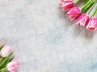 Biało-różowe, Jasnoróżowe, Tulipany