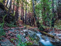 Drzewa, Strumień, Stany Zjednoczone, Drzewa, Las, Park Narodowy Redwood, Kalifornia