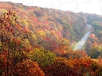 Liście, Wzgórza, Jesień, Drzewa, Droga