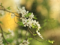 Kwiaty, Drzewo owocowe, Białe, Gałązki