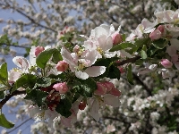Kwiaty, Drzewo owocowe, Jabłoń, Gałązki